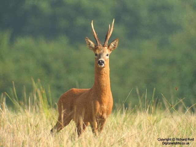 Roe deer Roe Deer Facts History Useful Information and Amazing Pictures