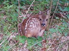 Roe deer httpsuploadwikimediaorgwikipediacommonsthu