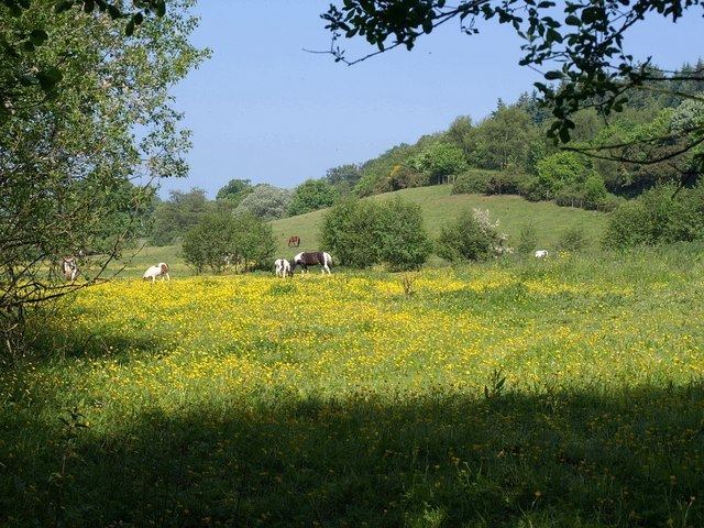 Roebuck Meadows