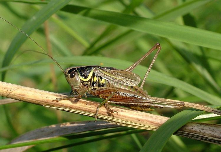 Roesel's bush-cricket Roesel39s BushCricket Metrioptera roeselii A stridulating male