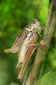 Roesel's bush-cricket Roesel39s bushcricket Wikipedia