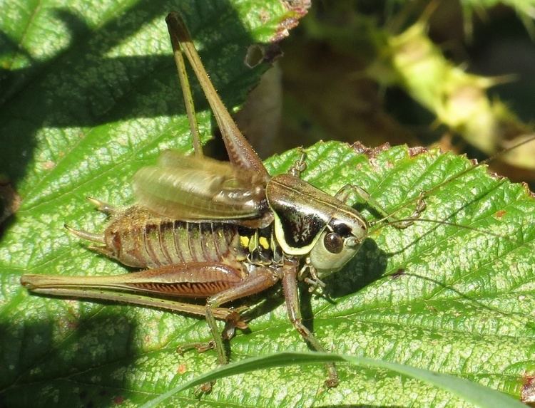 Roesel's bush-cricket Roesel39s Bushcricket Metrioptera roeselii NatureSpot