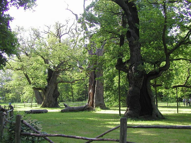 Rogalin Landscape Park