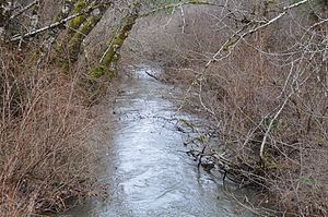 Rogue River (South Yamhill River) httpsuploadwikimediaorgwikipediacommonsthu
