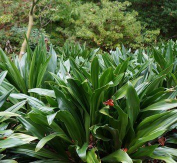 Rohdea Rohdea japonica Sacred Lily Nippon Lily plant lust