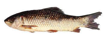 Rohu Rohu Freshwater Fish Species Fishing Khao Lak