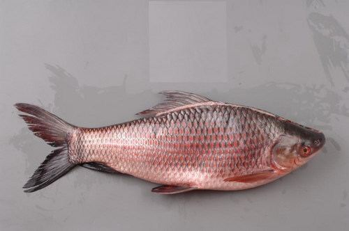 Rohu Rohu Fish in Kochi Kerala India ANGELPLUS SYNDICATE