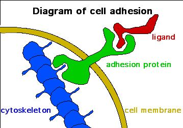 Role of cell adhesions in neural development