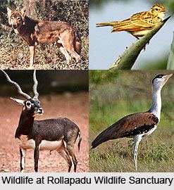 Rollapadu Wildlife Sanctuary Wildlife Sanctuary Kurnool District Andhra Pradesh