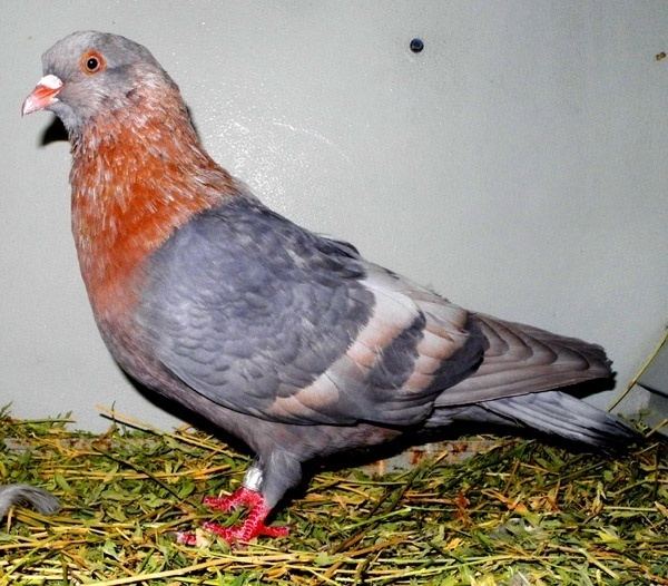 Roller (pigeon) 1000 images about Raising Roller pigeons on Pinterest Raising