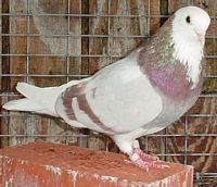Roller (pigeon) wwwrollerpigeoncomitn5051BJPG