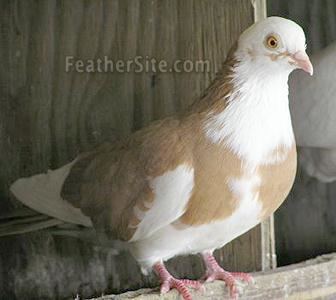 Roller (pigeon) 1000 images about Roller Pigeons on Pinterest Birmingham Riddles