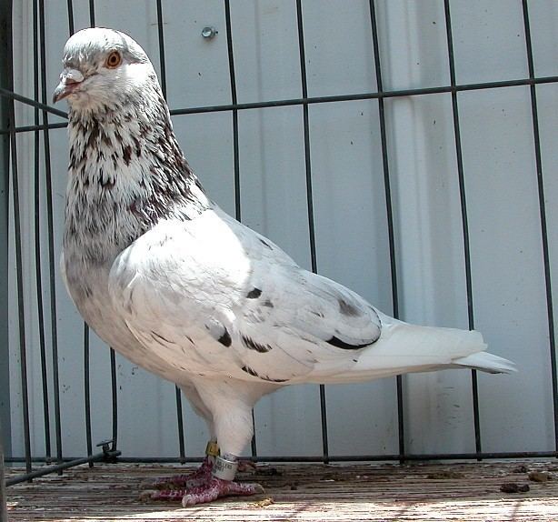 Roller (pigeon) Rick Mee39s Rollers