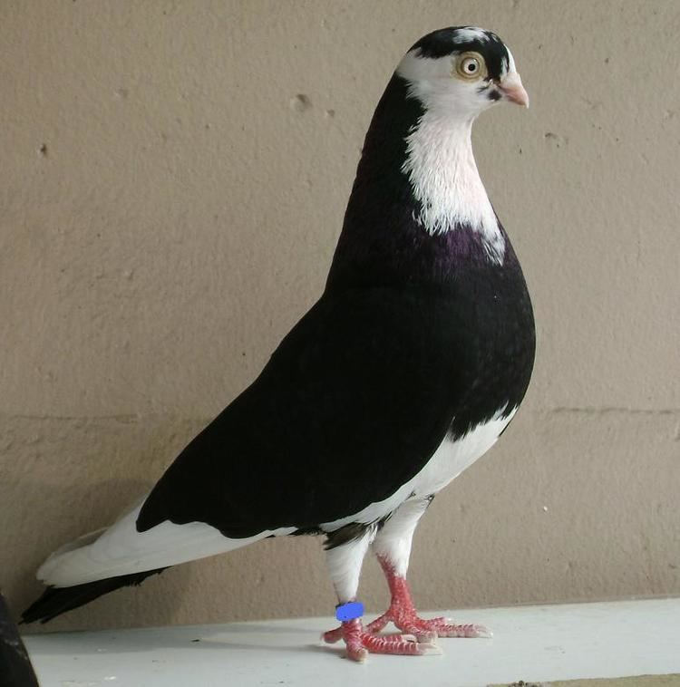 Roller (pigeon) Galatz Roller Wikipedia
