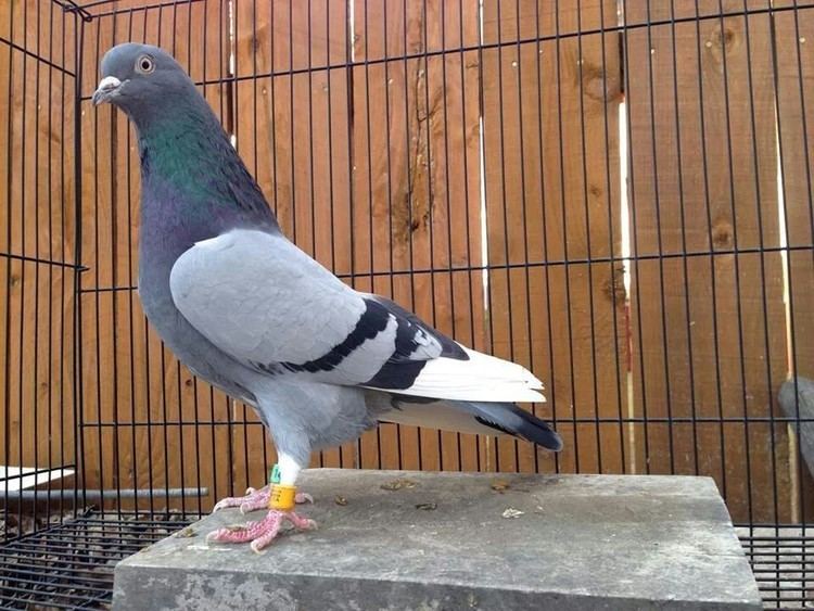 Roller (pigeon) Birmingham Roller Pigeons for Sale KC Kennels Doves amp Pigeons