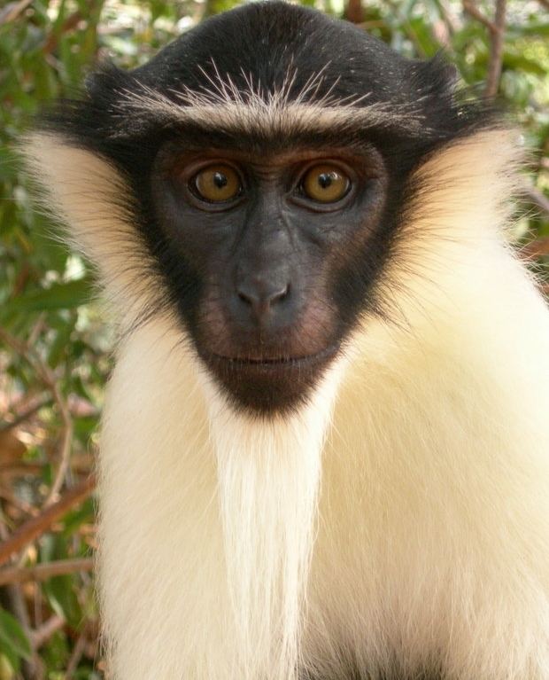  Roloway monkey  Alchetron The Free Social Encyclopedia