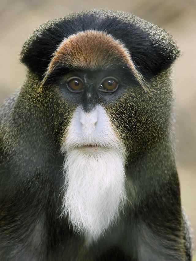  Roloway monkey  Alchetron The Free Social Encyclopedia