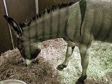 Romagnolo donkey httpsuploadwikimediaorgwikipediacommonsthu
