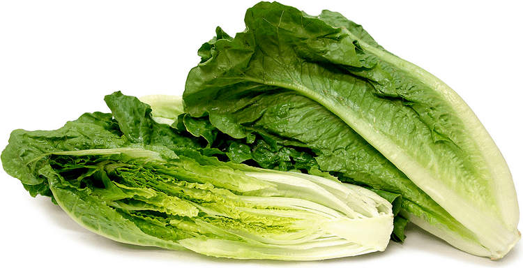 Romaine lettuce Romaine Lettuce Information Recipes and Facts