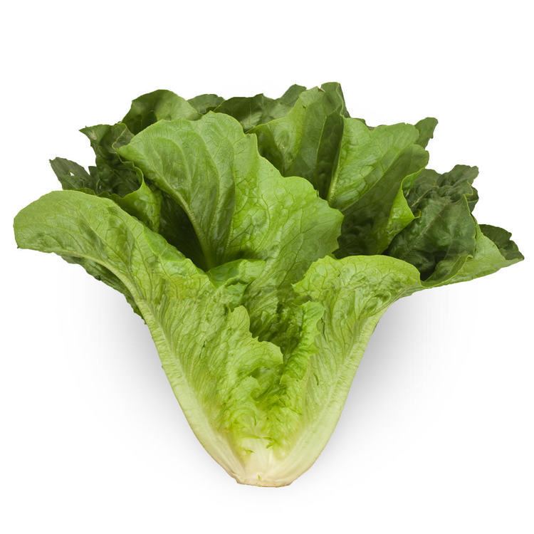 Romaine lettuce wwwandyboycomwpcontentuploads201403romaine