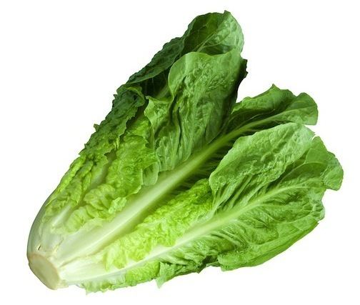 Romaine lettuce Lettuce A New Spin