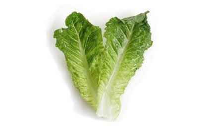 Romaine lettuce 10 Reasons You Should Be Eating Romaine Lettuce Above All Others