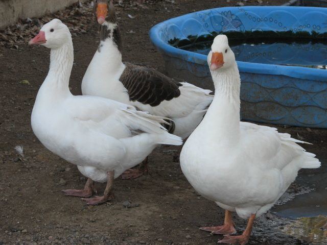 Roman goose - Alchetron, The Free Social Encyclopedia