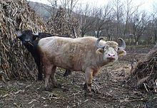 Romanian buffalo httpsuploadwikimediaorgwikipediacommonsthu