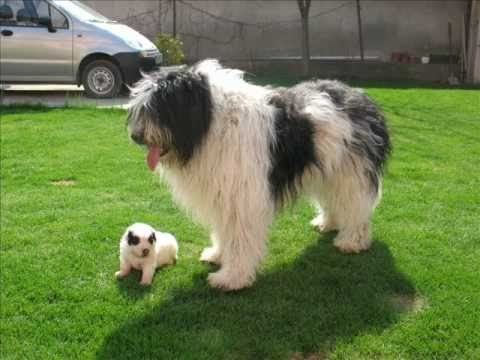 Romanian Mioritic Shepherd Dog httpsiytimgcomviiODElh5gOkchqdefaultjpg