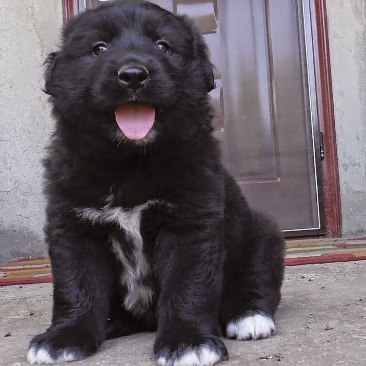 A black Romanian Raven Shepherd puppy sitting on the floor in front of a brown door and looking happy while his tongue is out, with white fur on his chest and feet