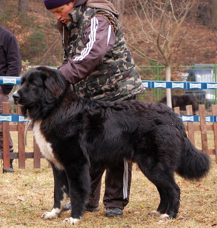 A black Romanian Raven Shepherd Dog standing while looking afar with a white chest and feet, behind him is a man wearing a black beanie and a white and brown jacket under a camouflage vest