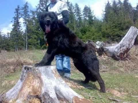 A black Romanian Raven Shepherd standing on a tree stump while his tongue is out and the man behind him is wearing a white and black long sleeve shirt and denim pants