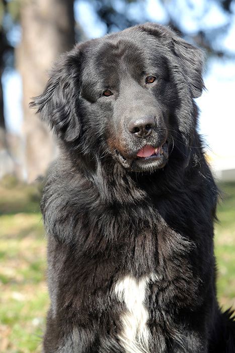 A black Romanian Raven Shepherd Dog tilting his head with a curious face while his mouth is open with white fur on his chest
