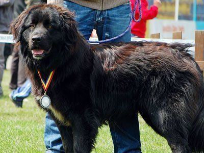A black Romanian Raven Shepherd Dog with a mouth open and white fur on his chest is wearing a medal and the human behind him is holding his leash while wearing denim pants