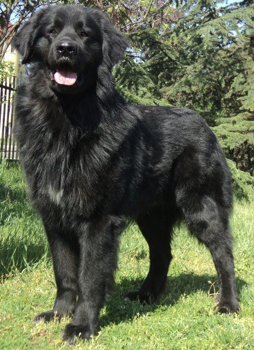 Romanian Raven Shepherd Dog standing on the grass with a black fur,  his tongue is out, and trees behind him