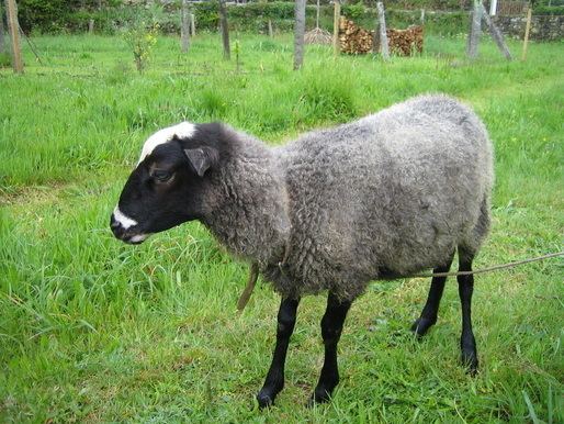 Romanov sheep Romanov Sheep Sheep Breeds Raising Sheep