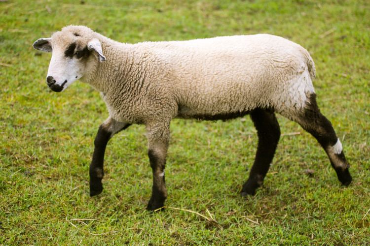 Romeldale CVMRomeldale Sheep Roving Acres Farm