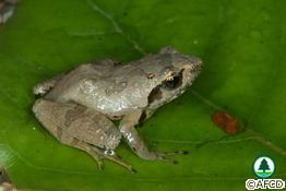 Romer's tree frog AFCD HK Species