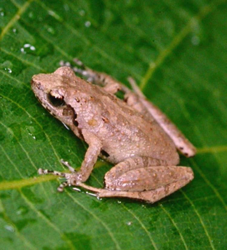 Romer's tree frog lights big city tiny frog Romer39s tree frog survives Hong Kong