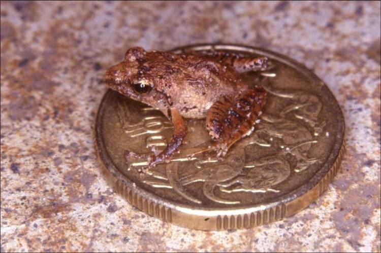 Romer's tree frog Reintroduction of Romer39s Tree Frog