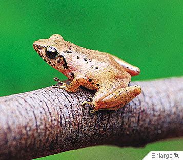 Romer's tree frog 10 Animals Firstandonlyfound in Hong Kong with images
