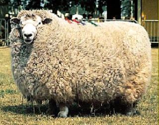 Romney sheep Sheep 101 Sheep Breeds R