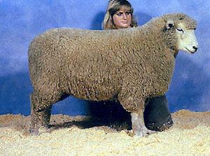 Romney sheep Breeds of Livestock Romney Sheep Breeds of Livestock Department