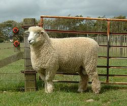 Romney sheep httpsuploadwikimediaorgwikipediacommonsthu