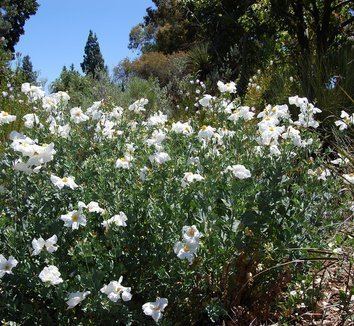 Romneya coulteri Romneya coulteri Matilija Poppy California Tree Poppy Fried