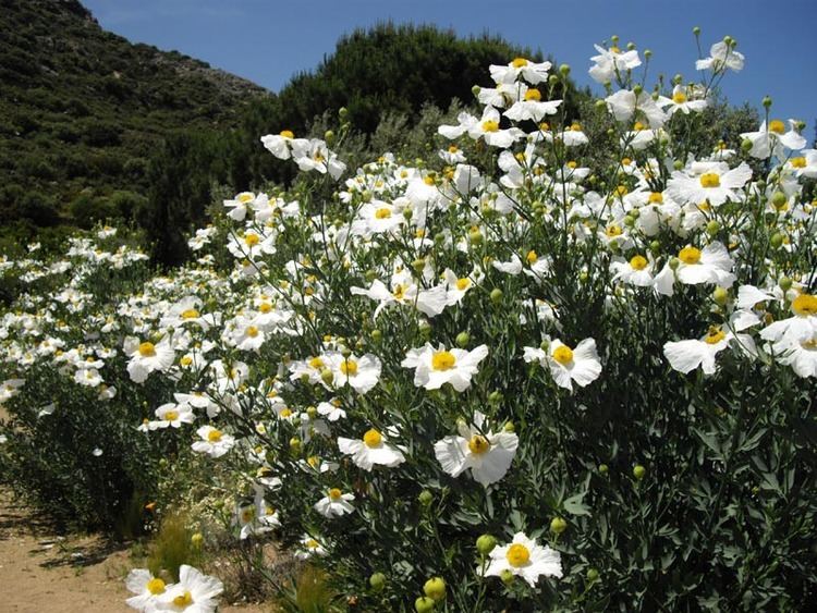 Romneya coulteri FileRomneya coulteri 3 CorseJPG Wikimedia Commons