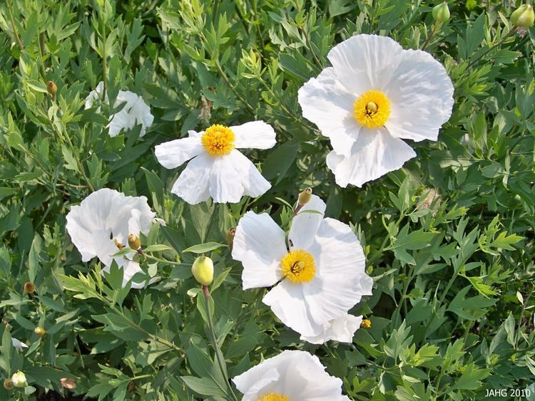 Romneya coulteri Romneya coulteri Name That Plant