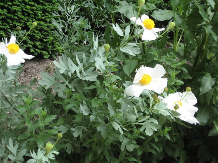 Romneya coulteri FileRomneya coulteri HRM1jpg Wikimedia Commons