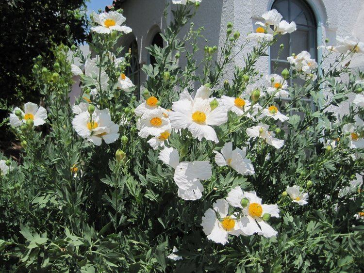 Romneya coulteri Rare White Tree Matilija Poppy Romneya coulteri 50 Seeds