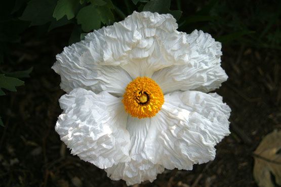 Romneya coulteri Romneya coulteri Coulter39s matilija poppy Tree poppy